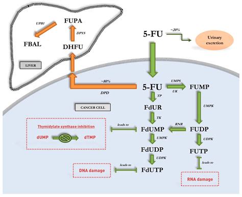 5fu lv|how does 5 fluorouracil work.